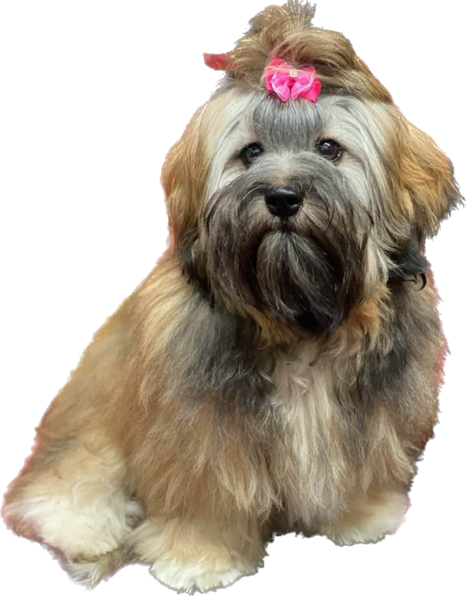 Home - FaustHouse Havanese AKC Bronze Breeder of Merit