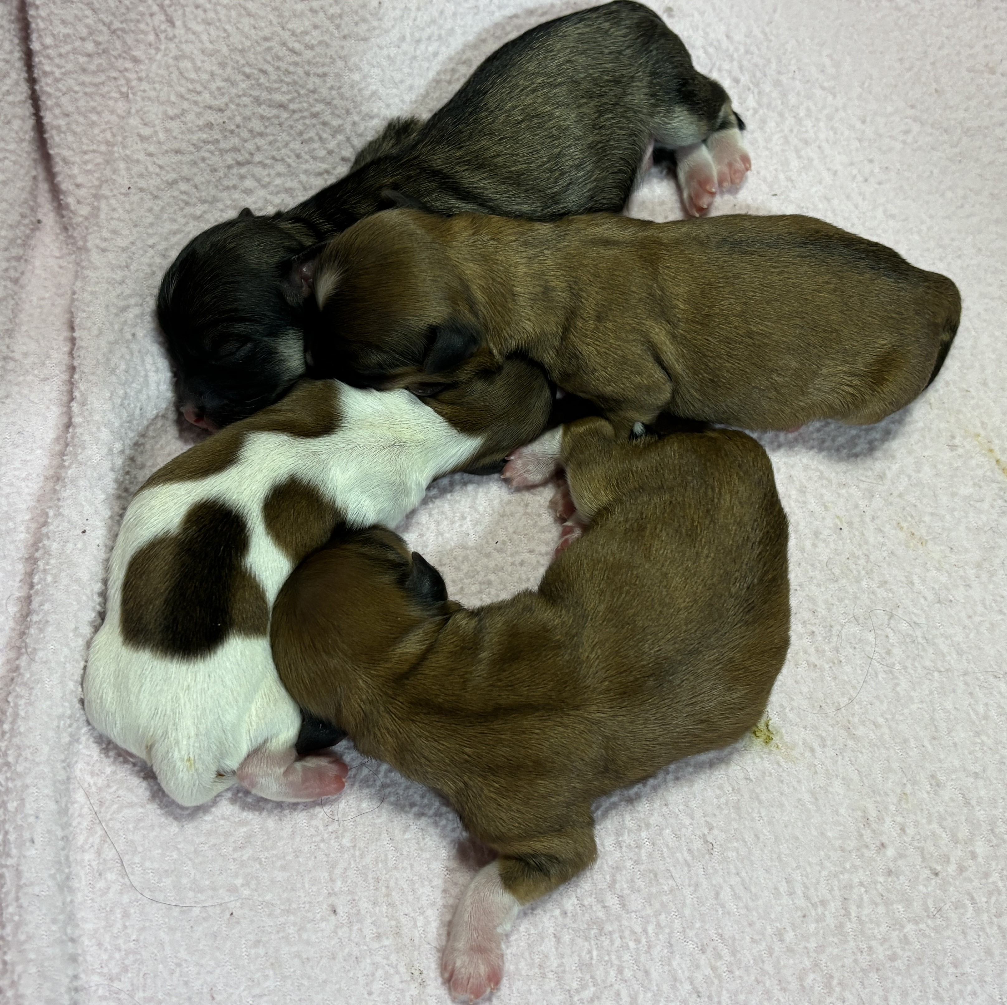 Leia's 7 pups