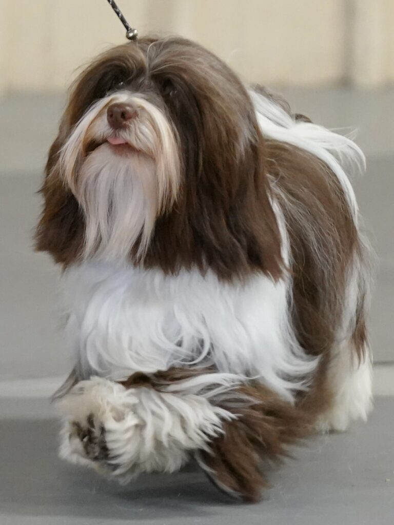 Jillie in the show ring