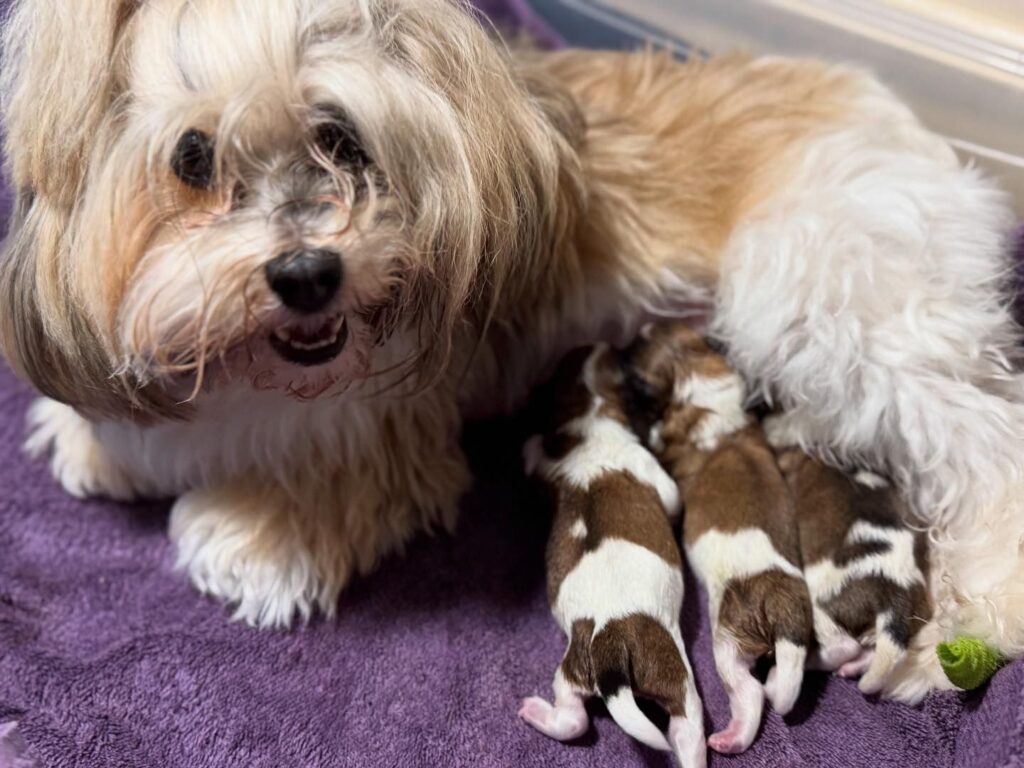 Josie's Fall 2024 litter Day 1